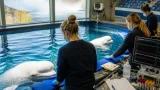 Niagara Falls' Marineland belugas under close watch after several die at U.S. aquarium