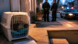 Winnipeg neighbour charged after cat taken and ransom demanded, police say
