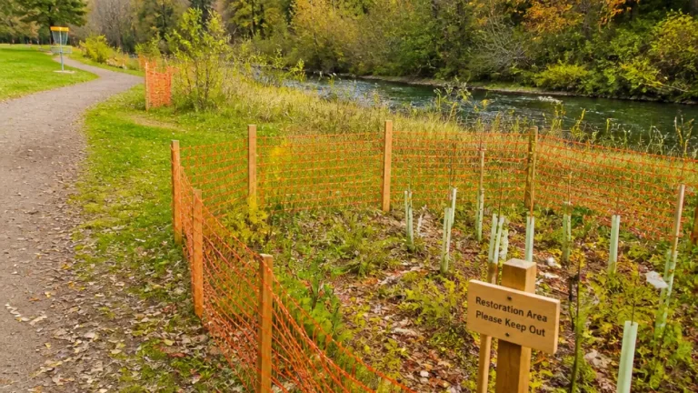 Parts of Cornwall Memorial Park to be closed for years as reforestation begins