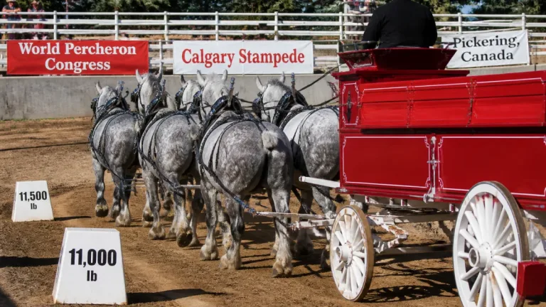 Pickering name in the spotlight as B.C. draft team shines; Ontario farm tops U.S. event