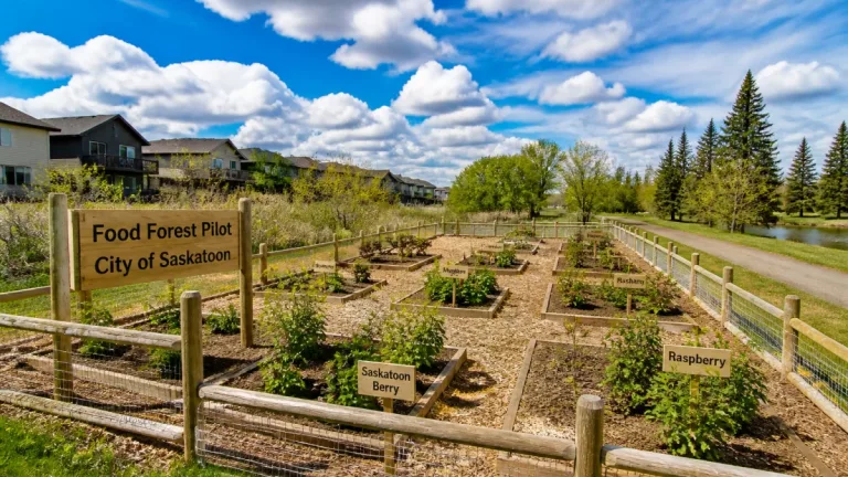 Saskatoon pilots food forests in west-side parks to tackle food insecurity