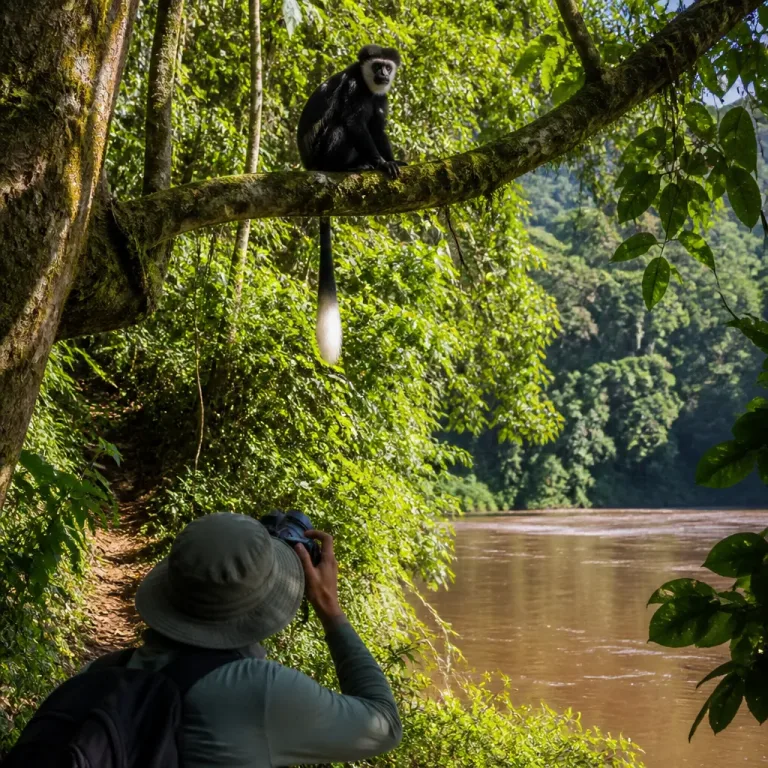 Researchers identify previously unknown Colobus monkey in Congo rainforest