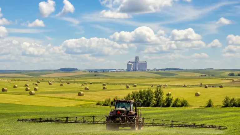Sunshine helps Saskatchewan crops recover as producers begin haying and spraying